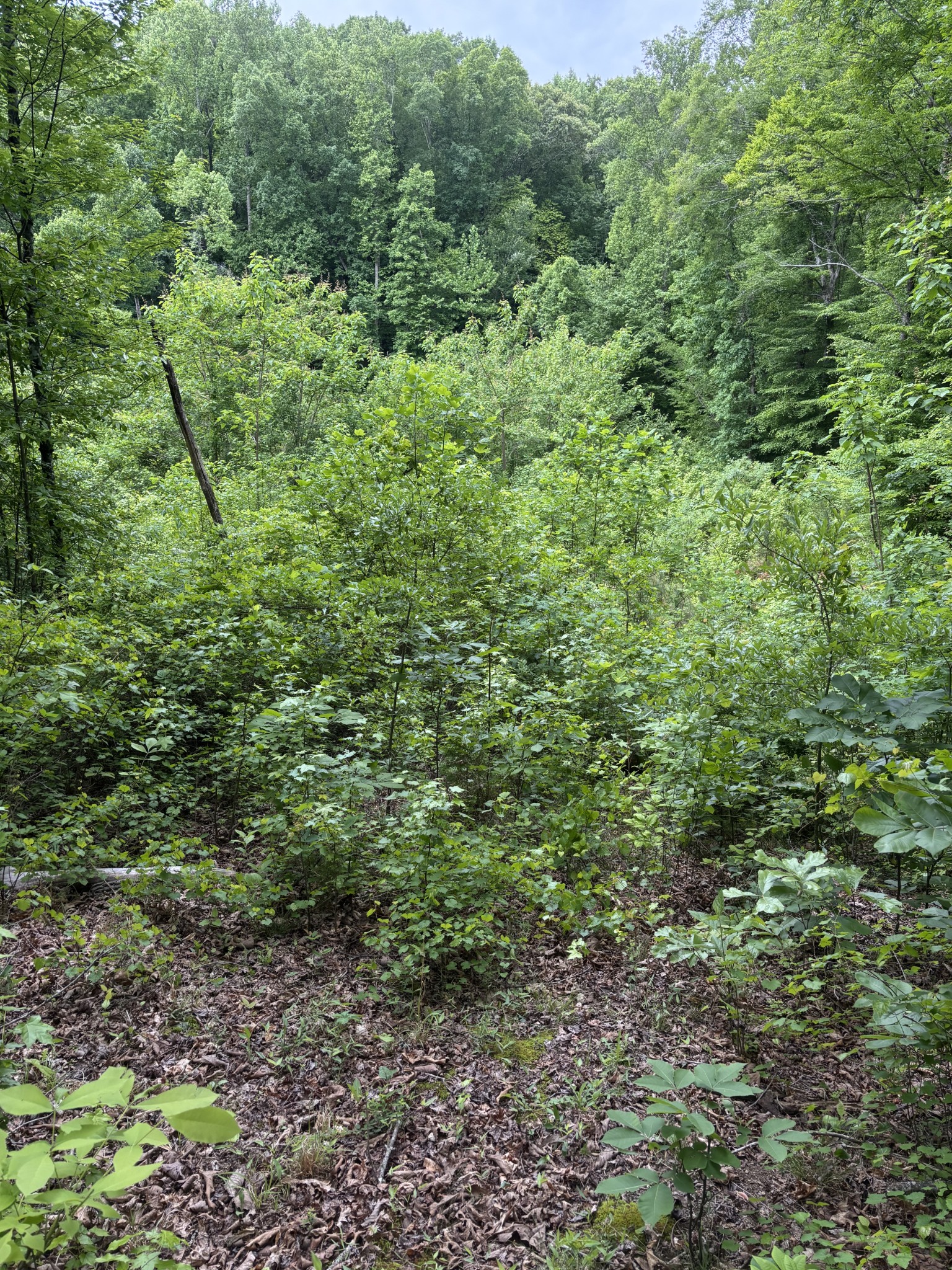 225 Hollow Road Whitwell TN 37397