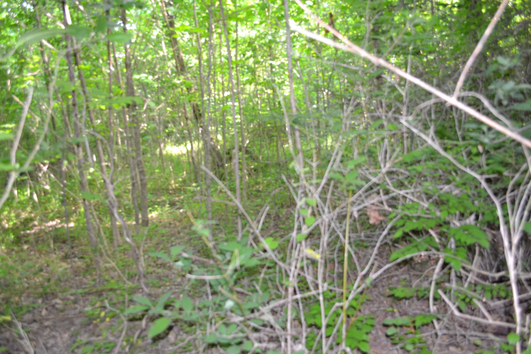 0 Dynamite Lane Livingston TN 38570
