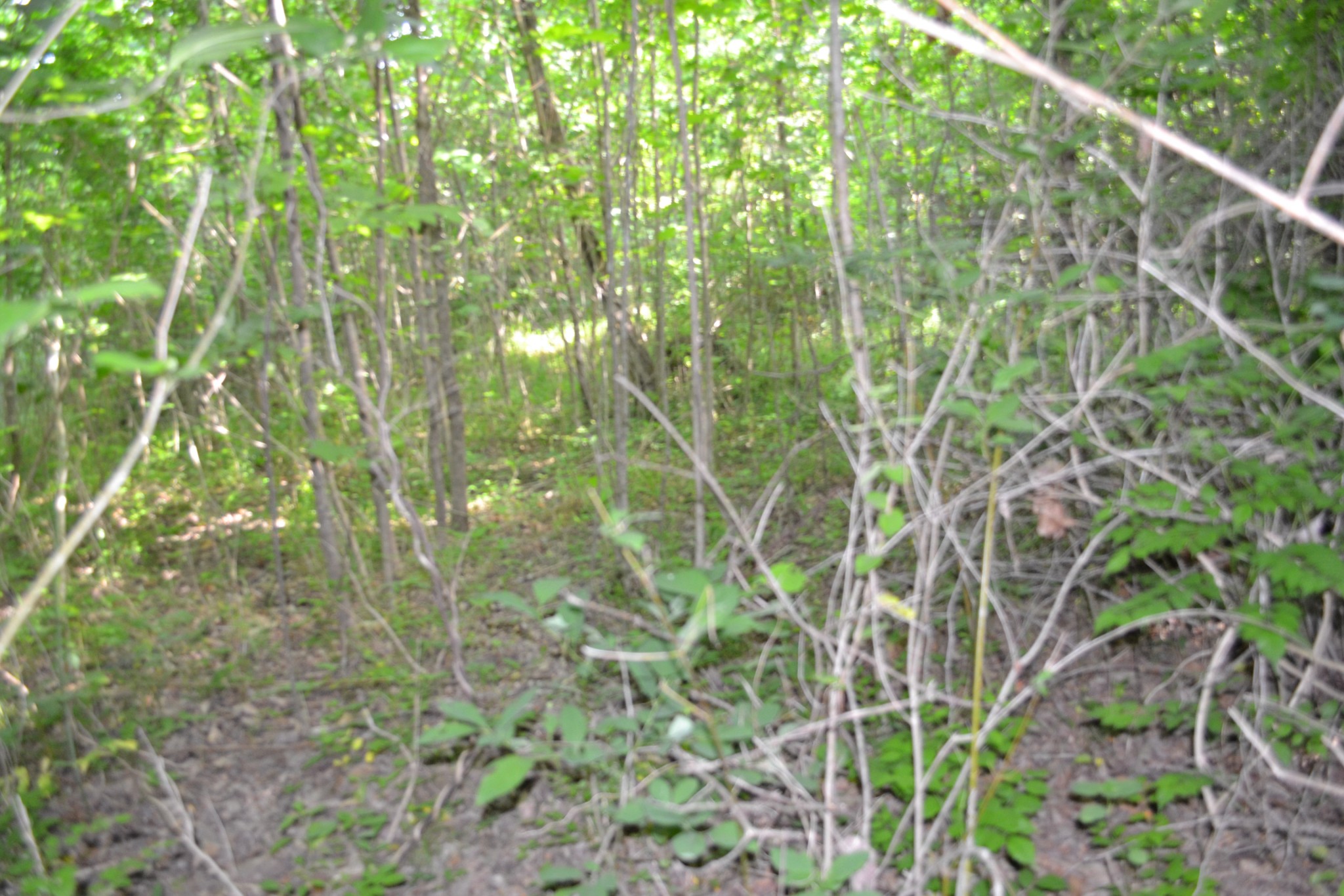 0 Dynamite Lane Livingston TN 38570