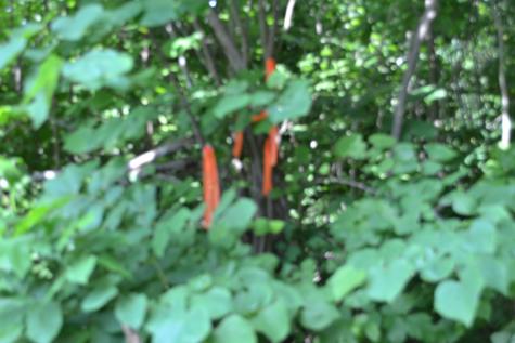 0 Dynamite Lane Livingston TN 38570