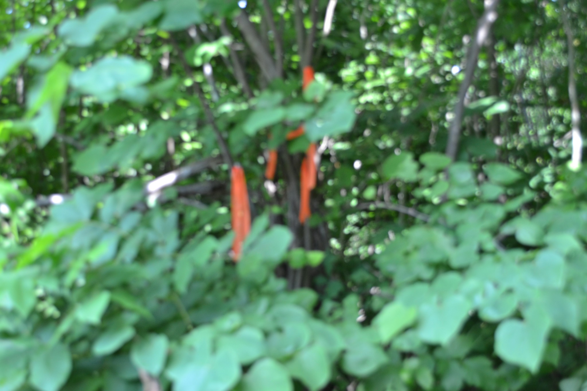 0 Dynamite Lane Livingston TN 38570