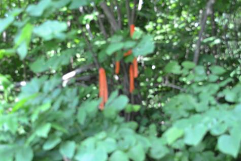0 Dynamite Lane Livingston TN 38570