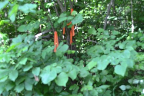 0 Dynamite Lane Livingston TN 38570