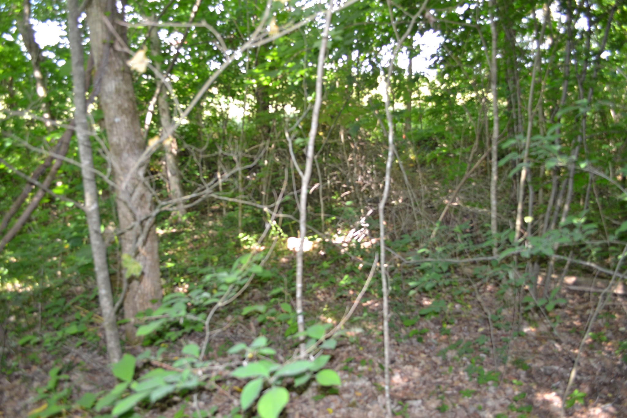 0 Dynamite Lane Livingston TN 38570