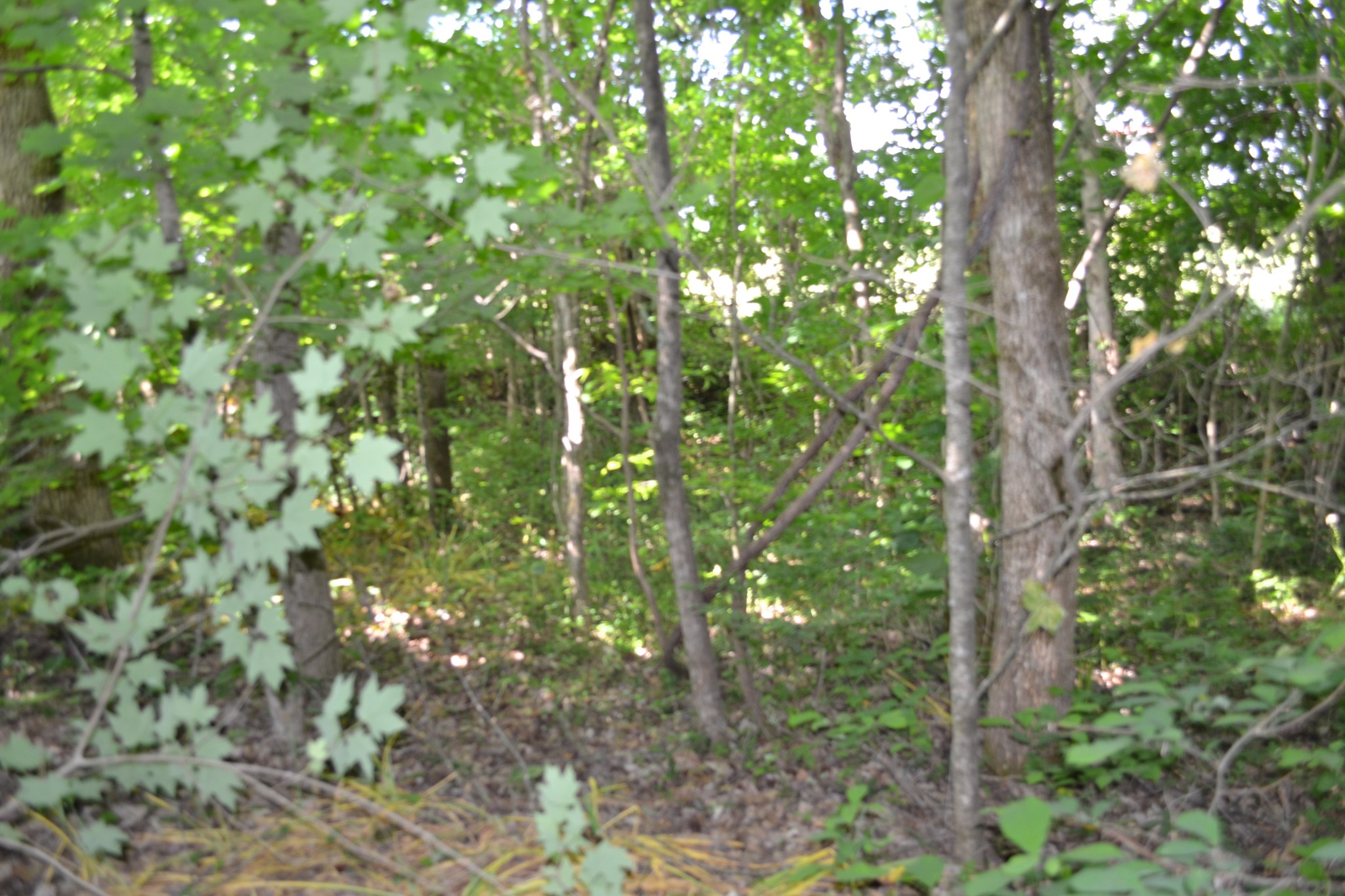 0 Dynamite Lane Livingston TN 38570