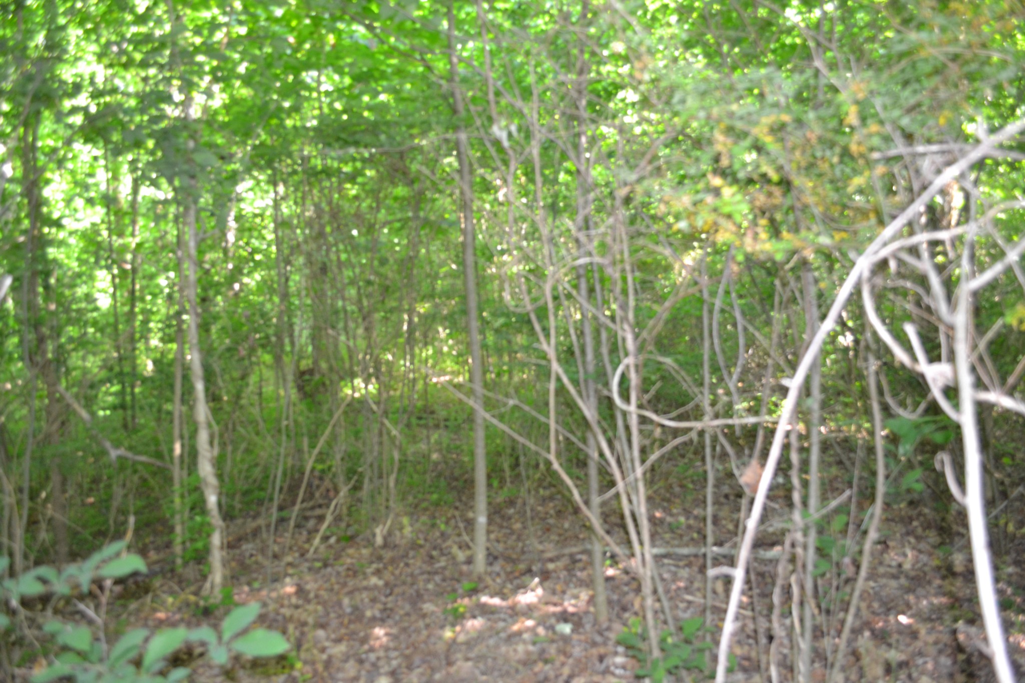 0 Dynamite Lane Livingston TN 38570