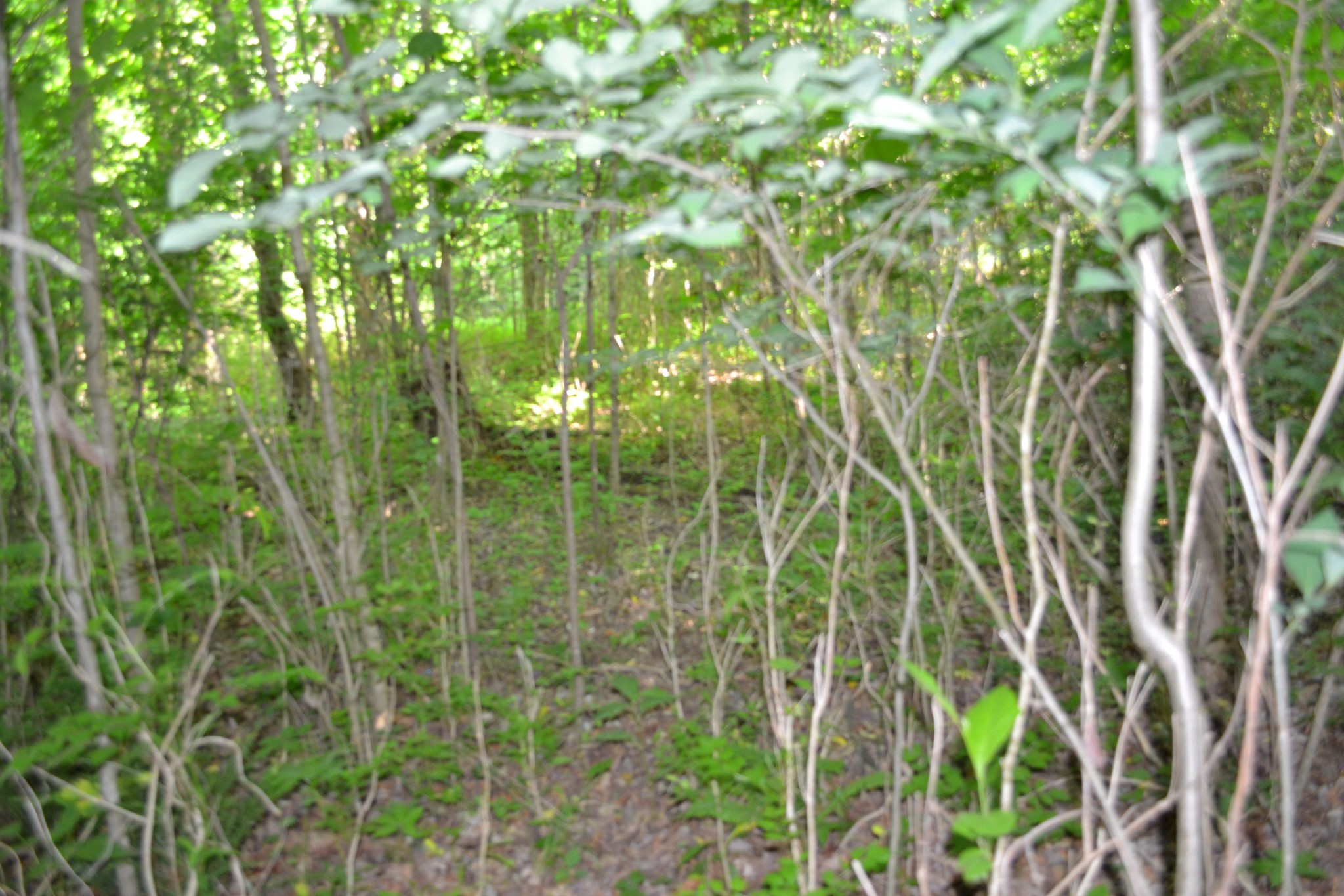 0 Dynamite Lane Livingston TN 38570