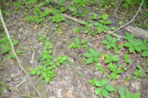 0 Dynamite Lane Livingston TN 38570