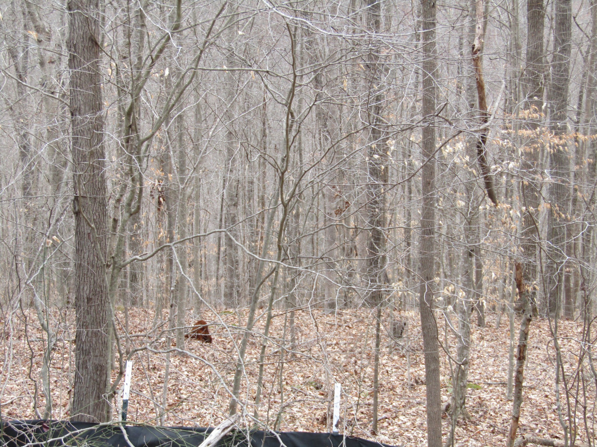 0 Bobcat Lane Wilder TN 38589