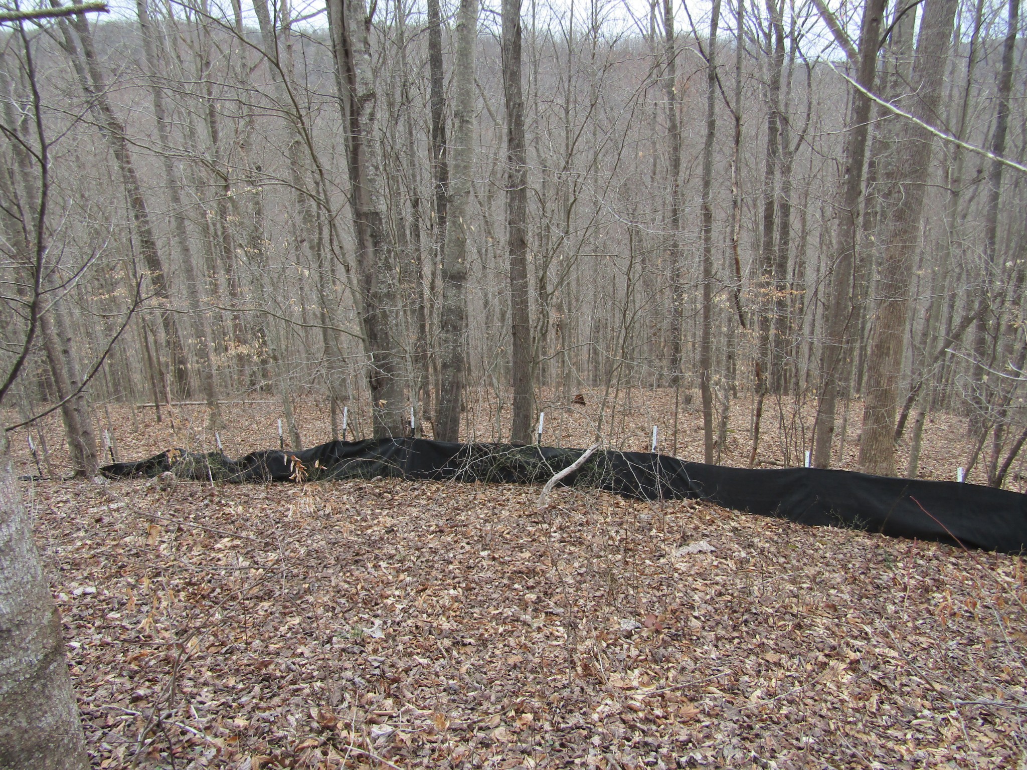 0 Bobcat Lane Wilder TN 38589