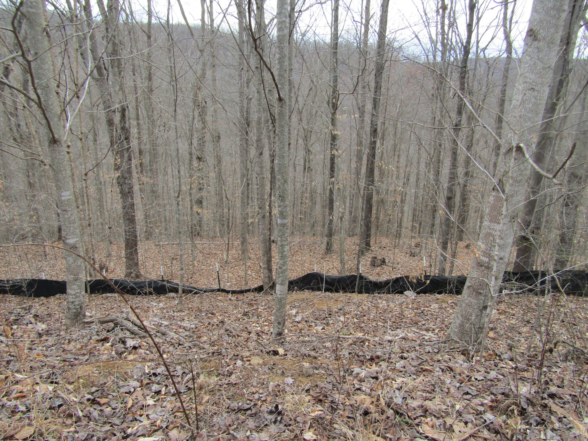 0 Bobcat Lane Wilder TN 38589