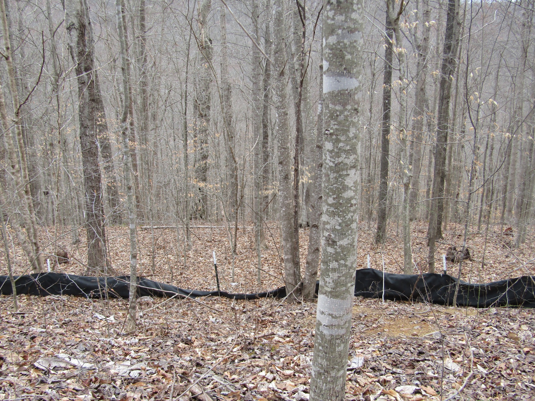 0 Bobcat Lane Wilder TN 38589