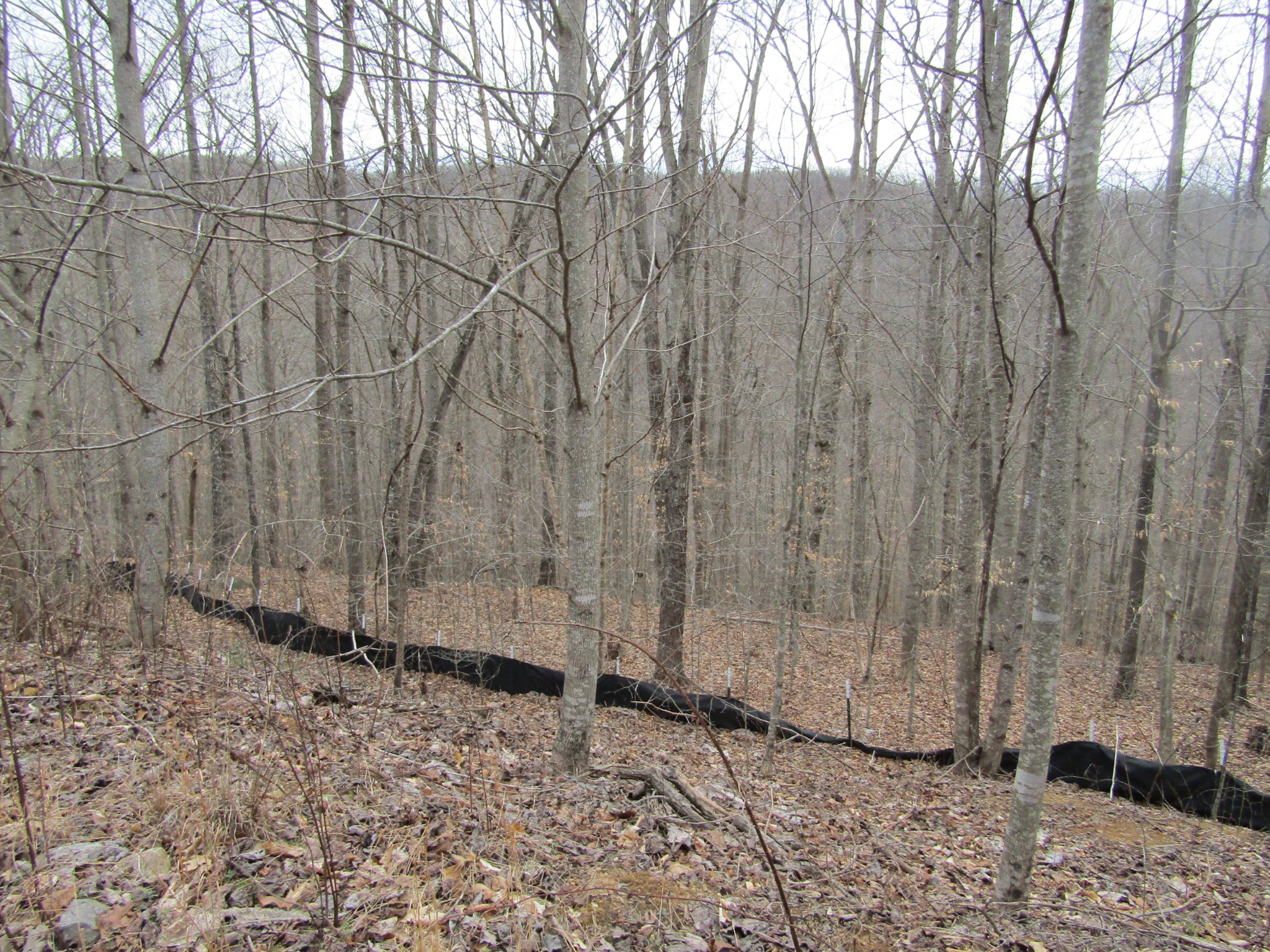 0 Bobcat Lane Wilder TN 38589