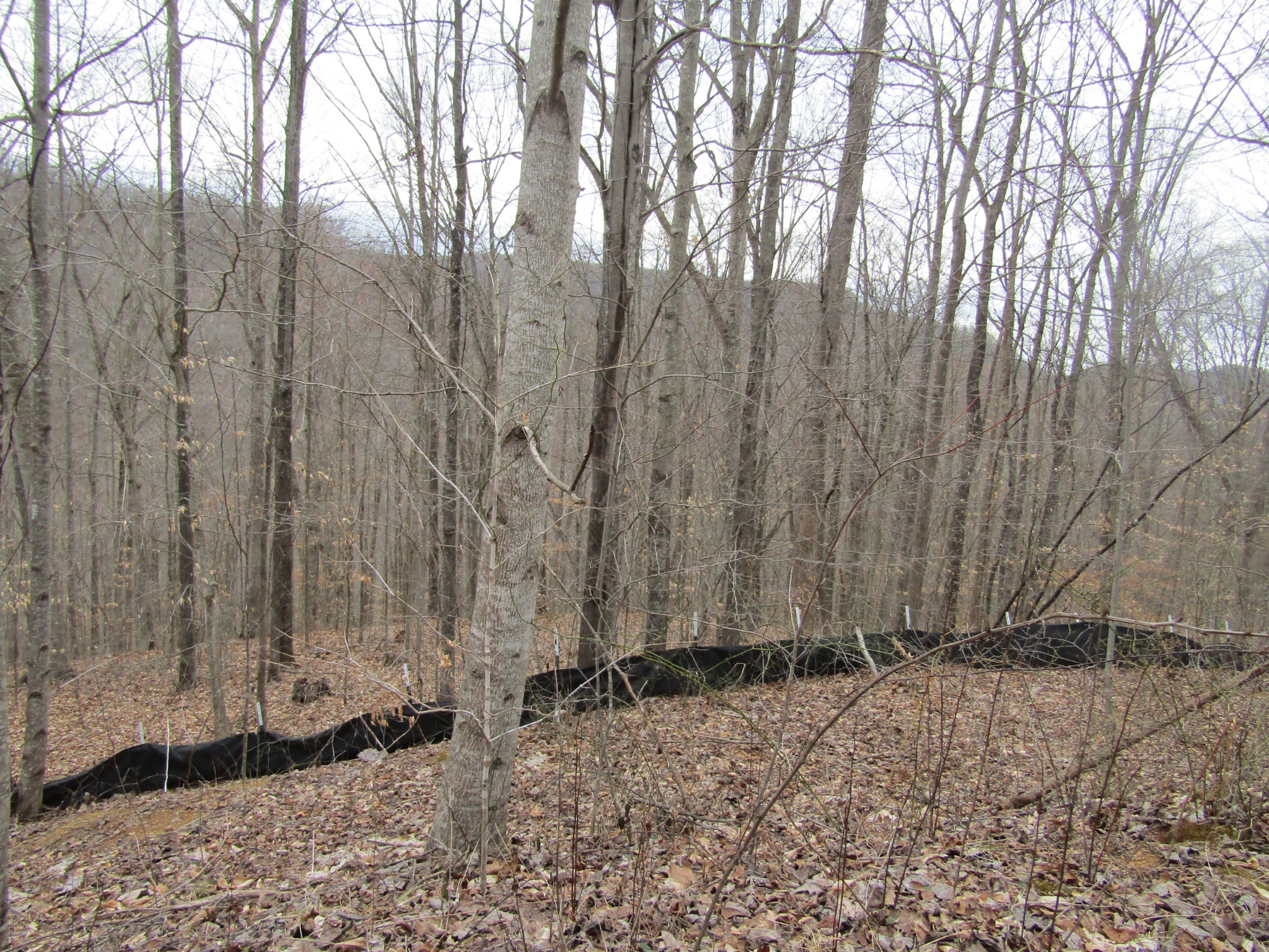 0 Bobcat Lane Wilder TN 38589