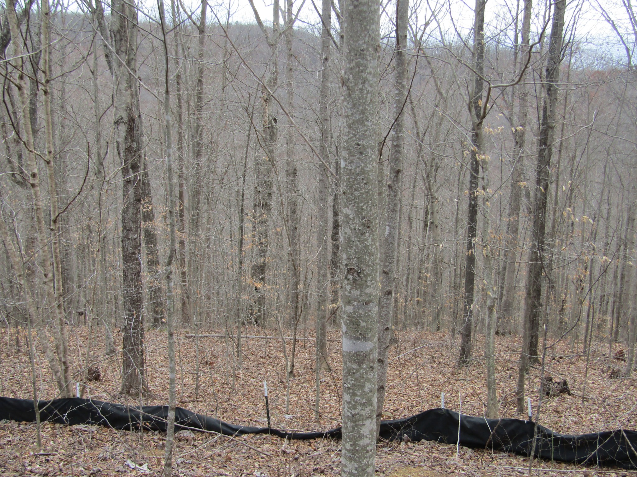 0 Bobcat Lane Wilder TN 38589