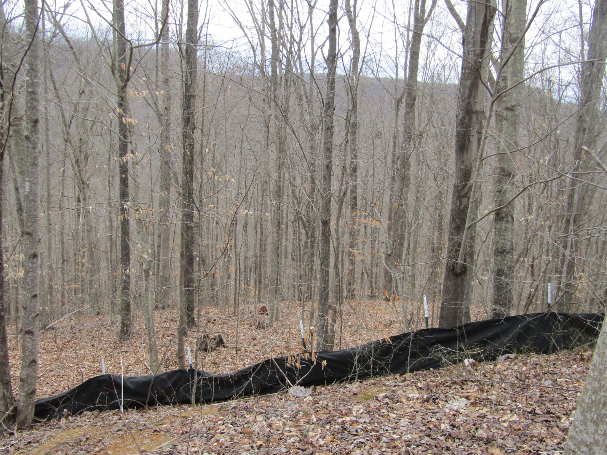 0 Bobcat Lane Wilder TN 38589