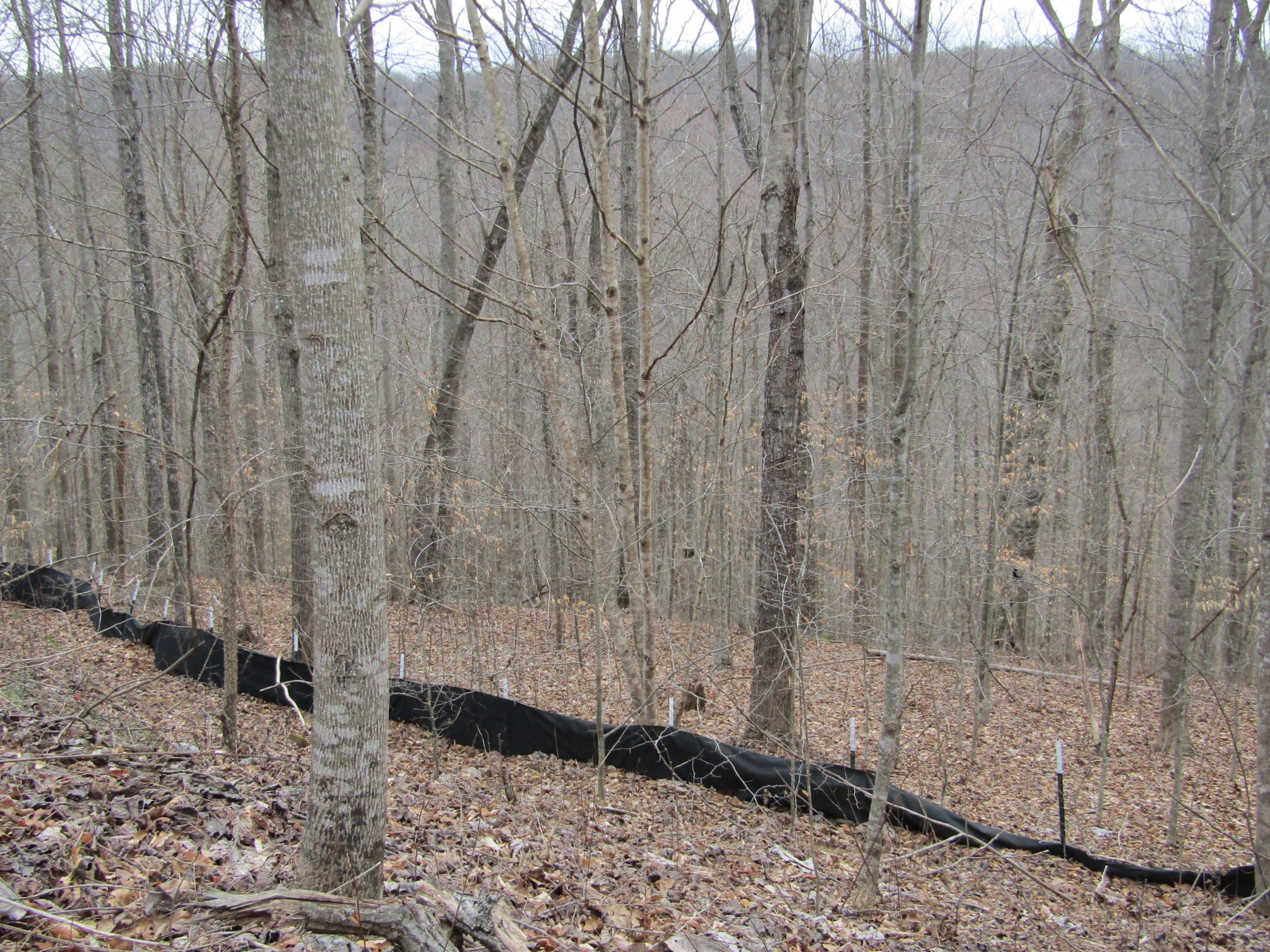 0 Bobcat Lane Wilder TN 38589