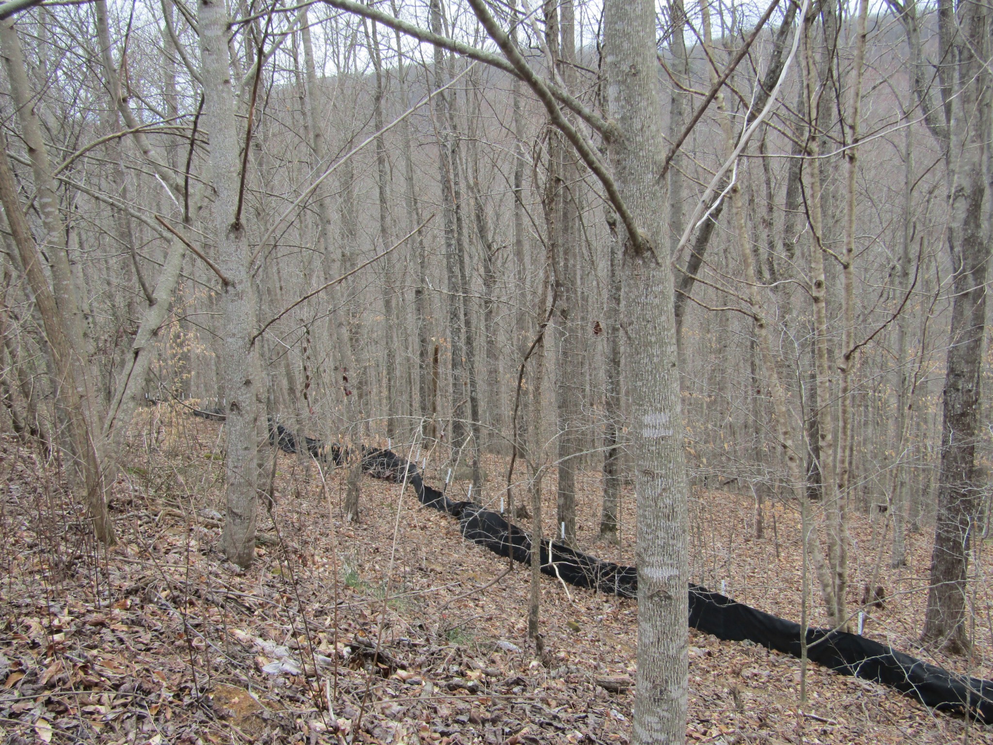 0 Bobcat Lane Wilder TN 38589