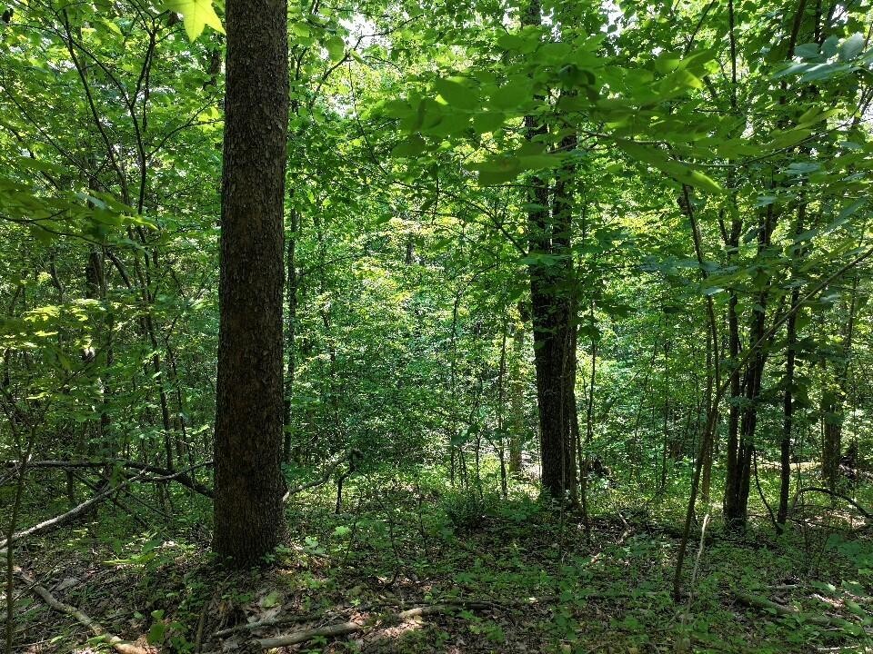 0 Cherry Lane Celina TN 38551