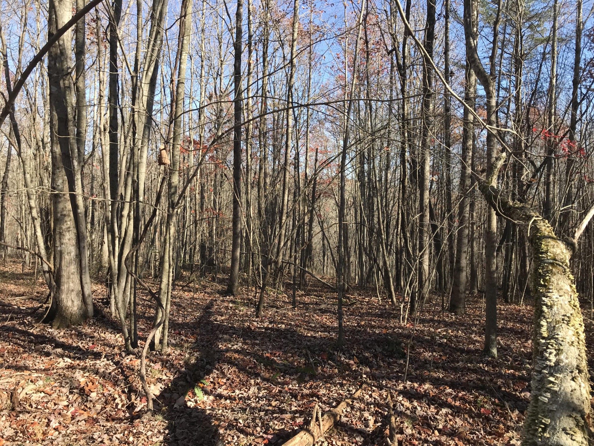 5 Hobbstown Road Dunlap TN 37327