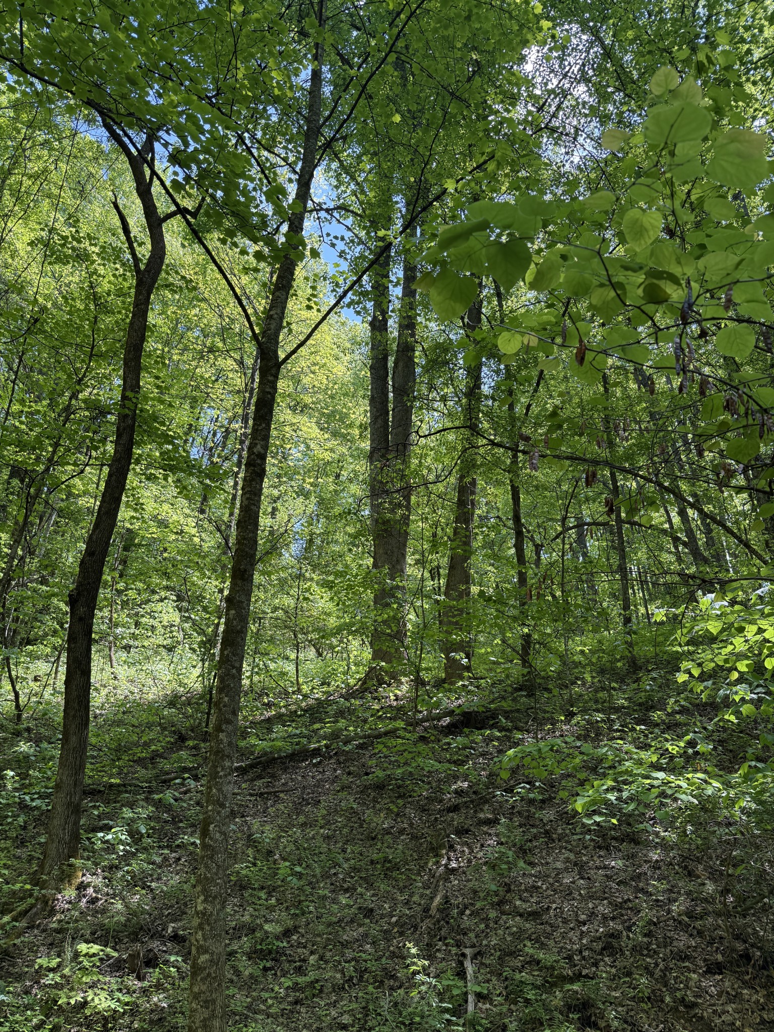 2110 Duck Pond Lane Sevierville TN 37876