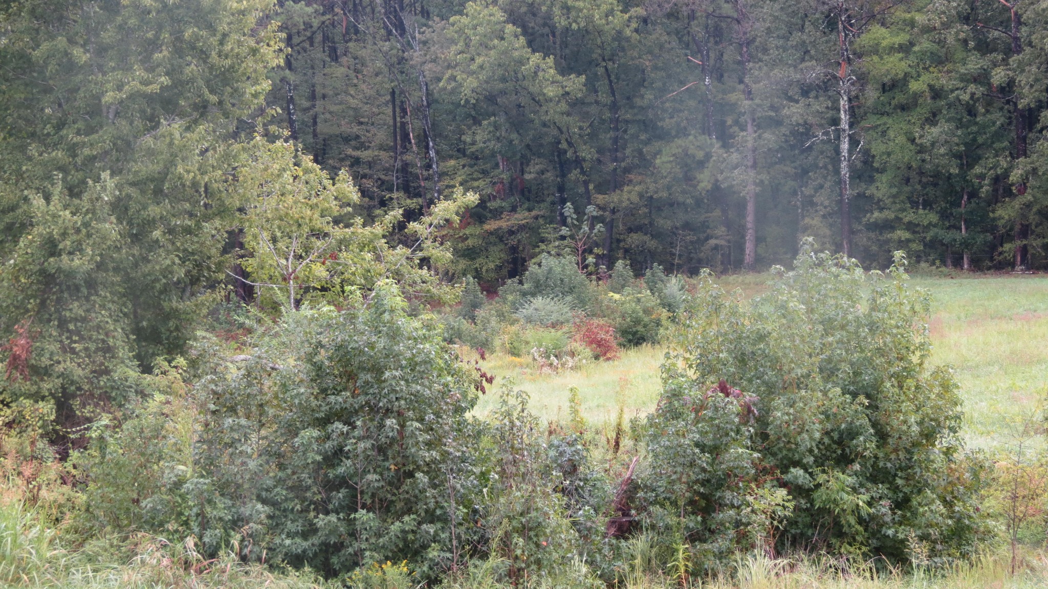 562 Roach Road Decaturville TN 38329