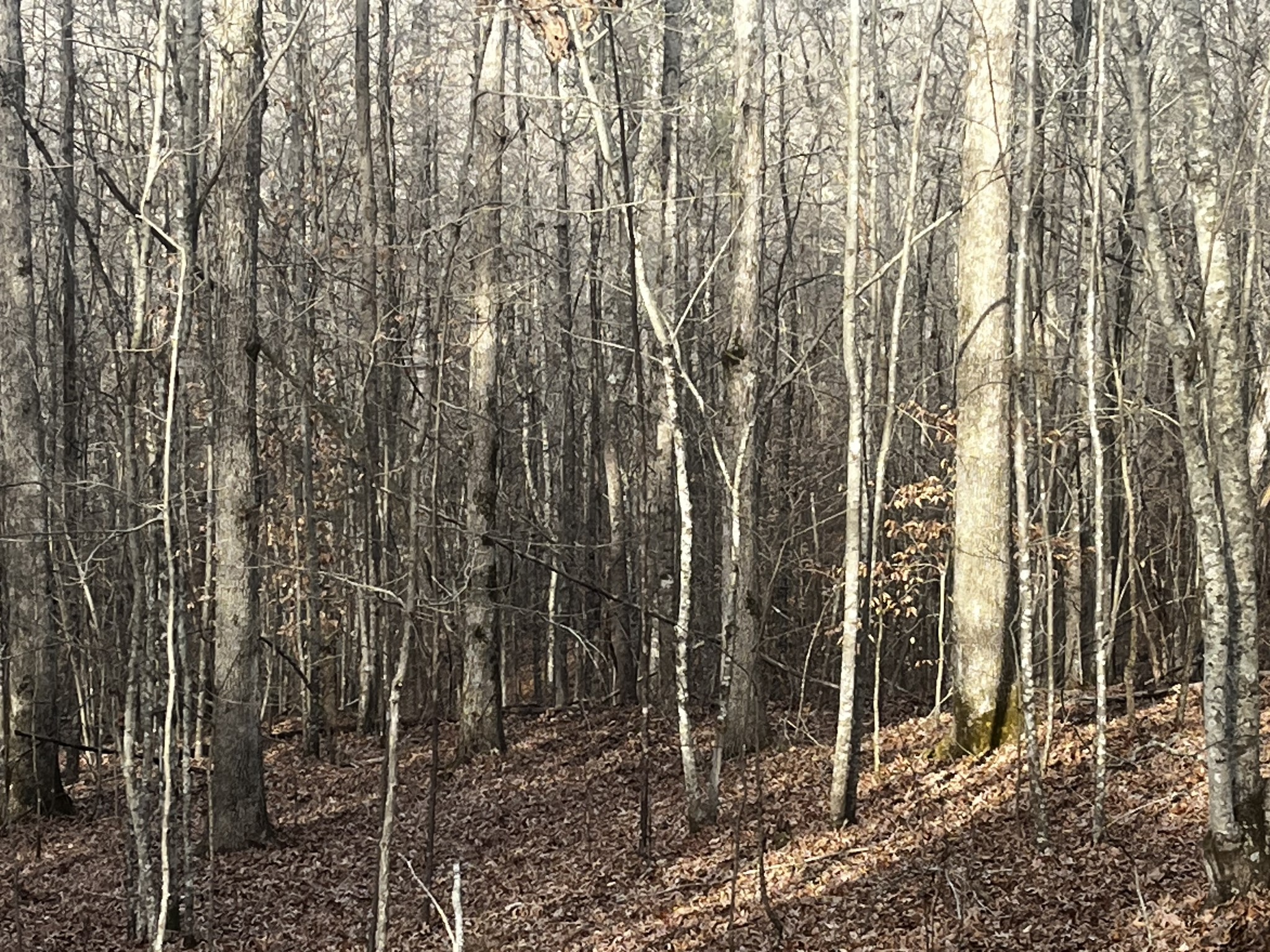 1 Old State Highway 69 Sugar Tree TN 38380