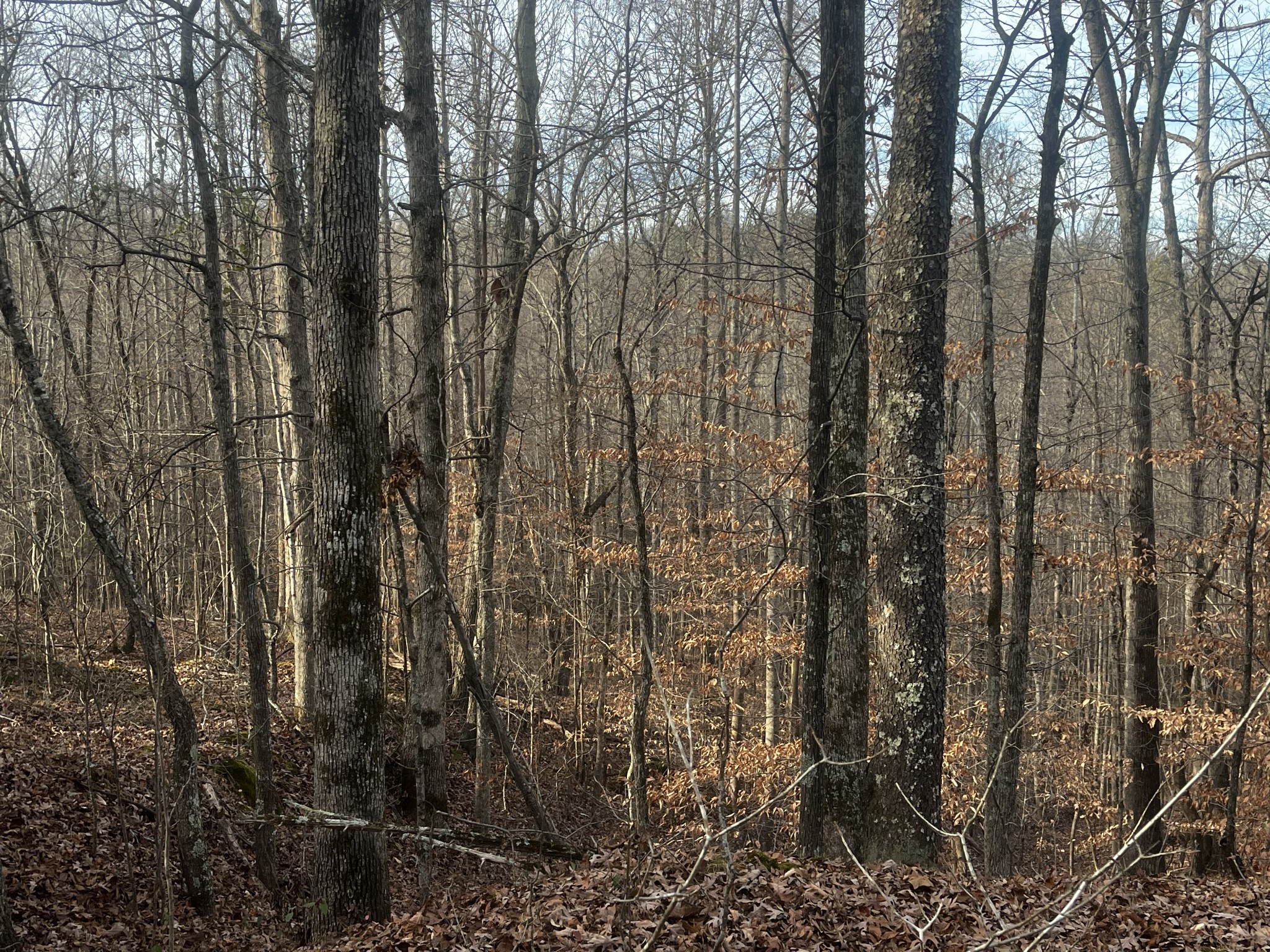 1 Old State Highway 69 Sugar Tree TN 38380