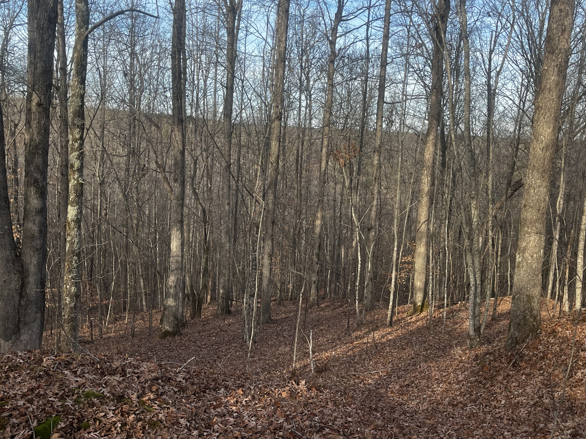1 Old State Highway 69 Sugar Tree TN 38380