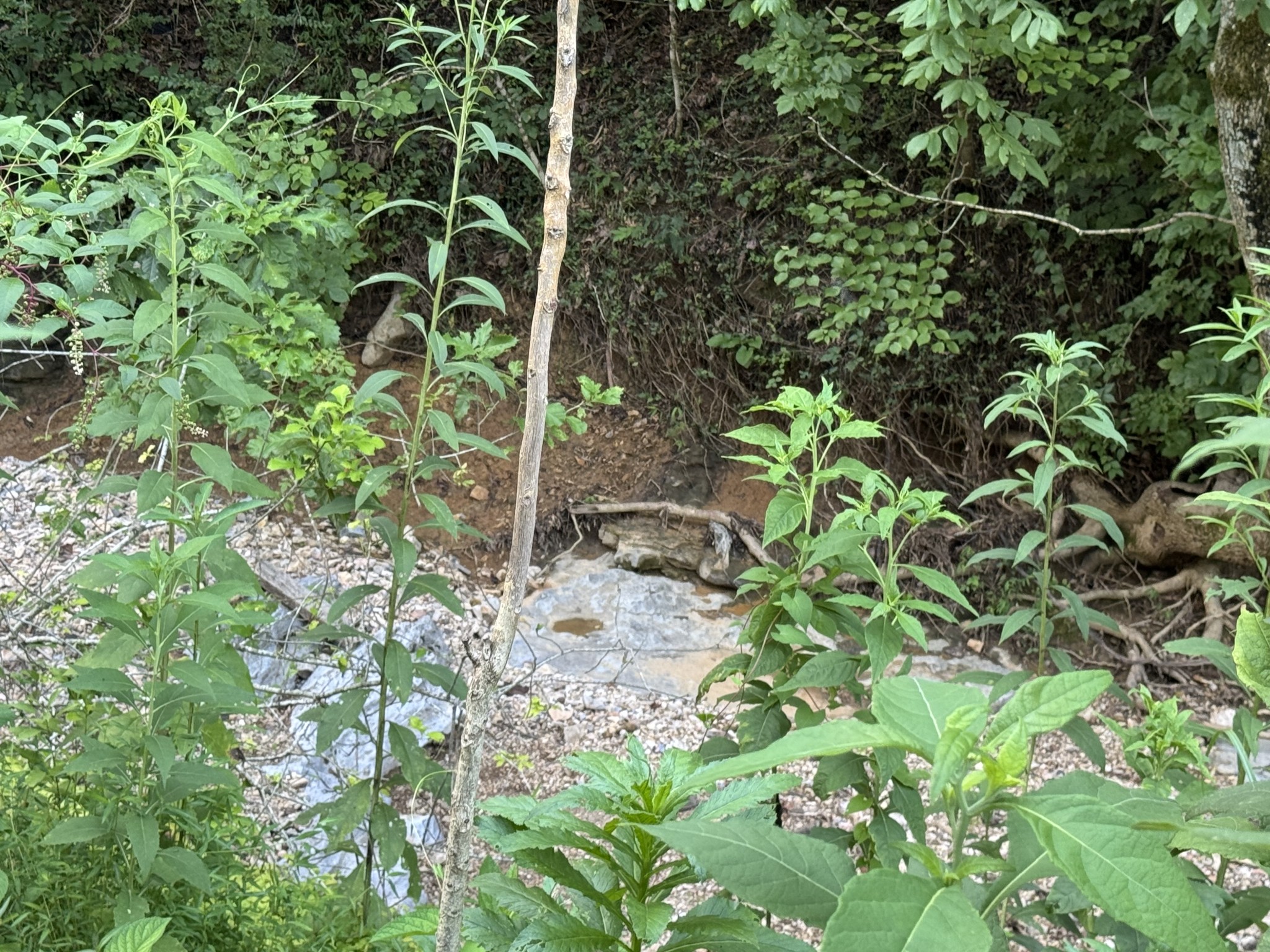 0 Holmes Creek Road Smithville TN 37166