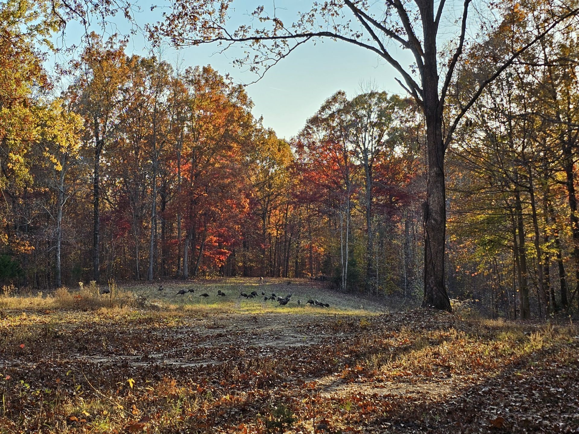 0 Baggett Hollow Cunningham TN 37052