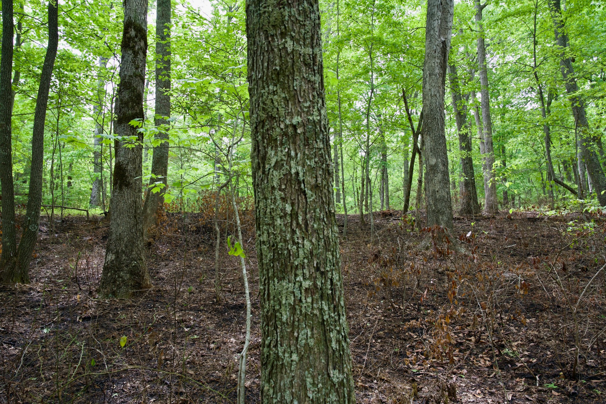 0 Hills Cemetery Road Spencer TN 38585
