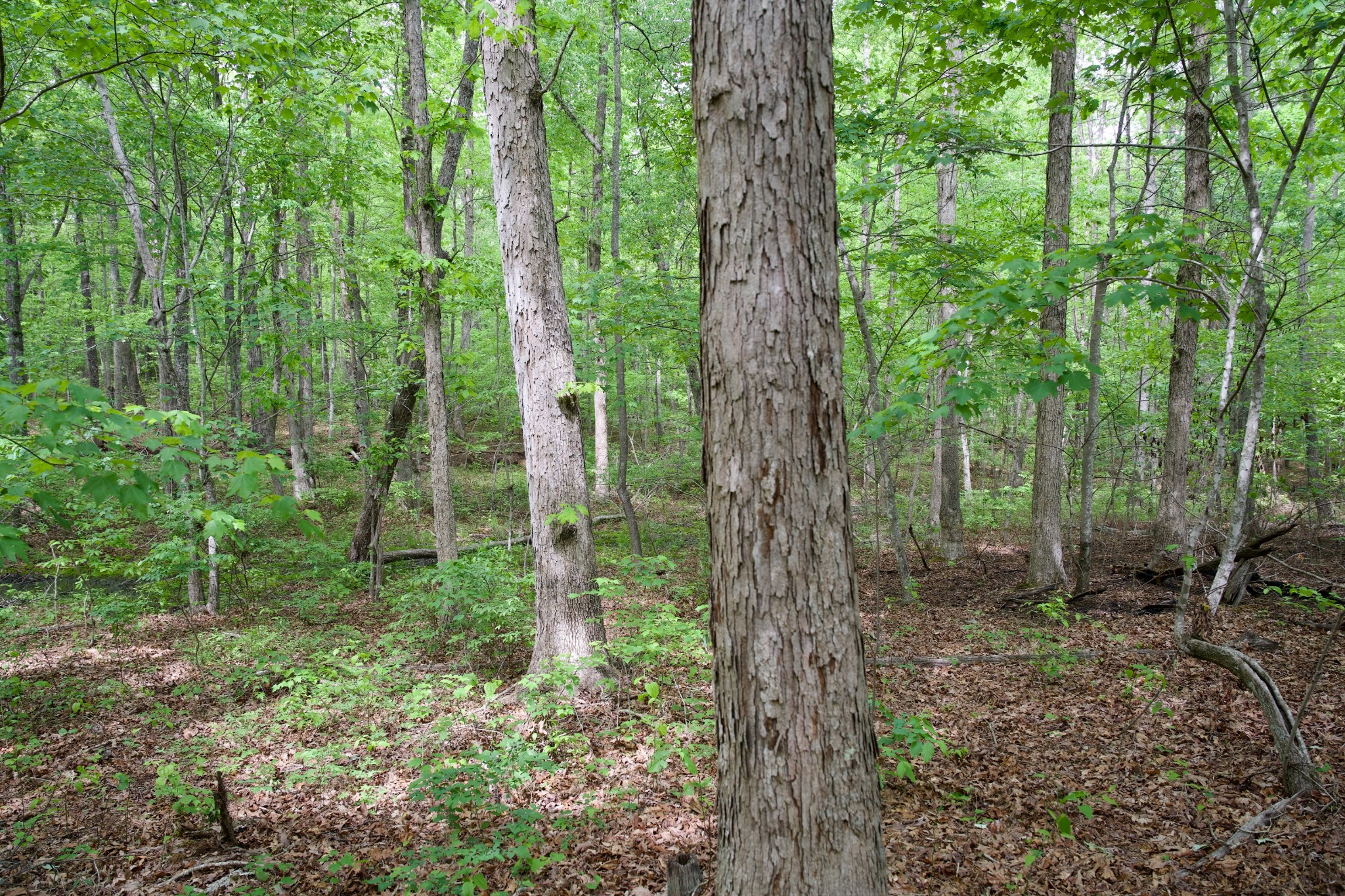 0 Hills Cemetery Road Spencer TN 38585