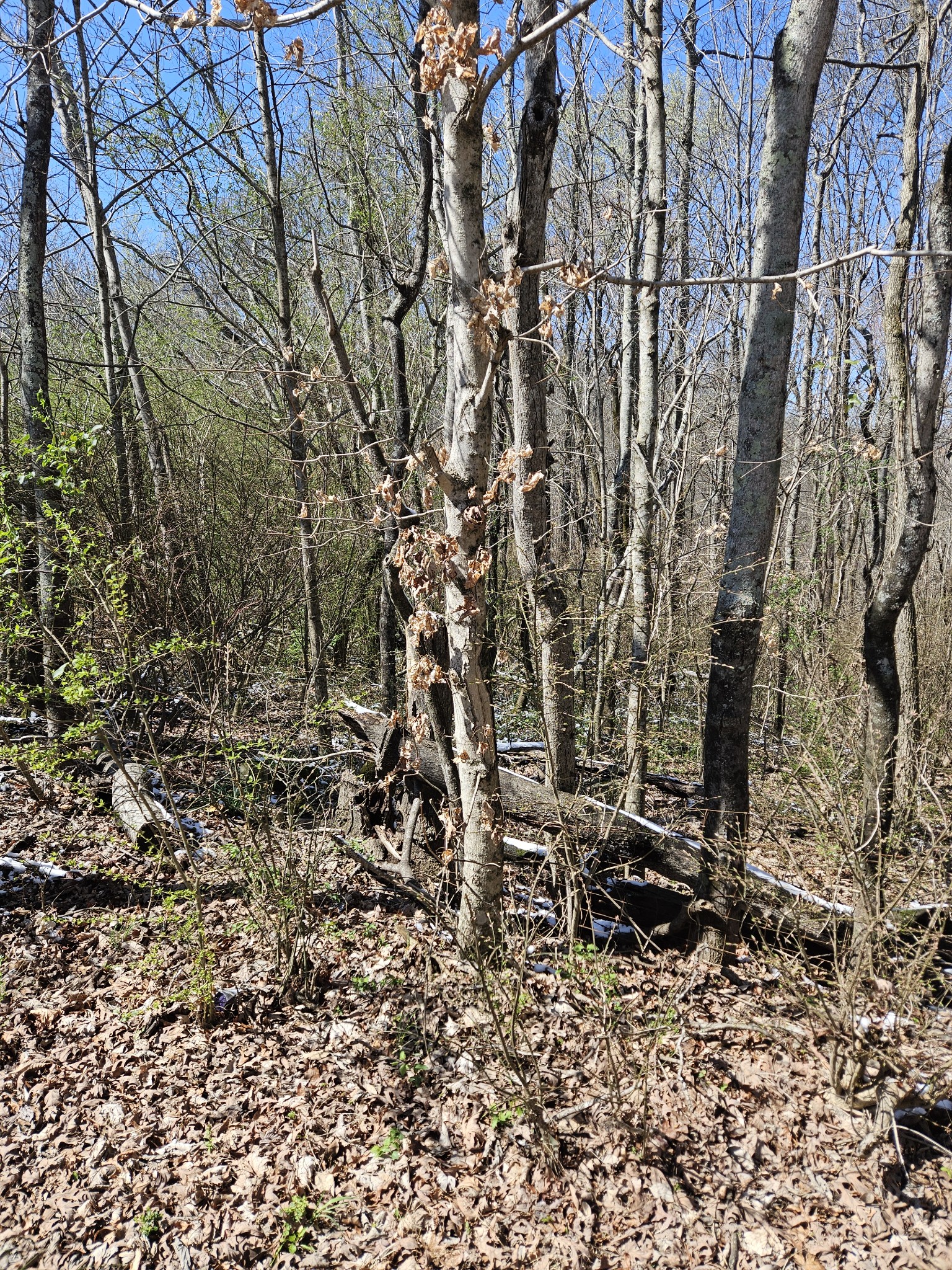 0 Lakeview Drive Smithville TN 37166