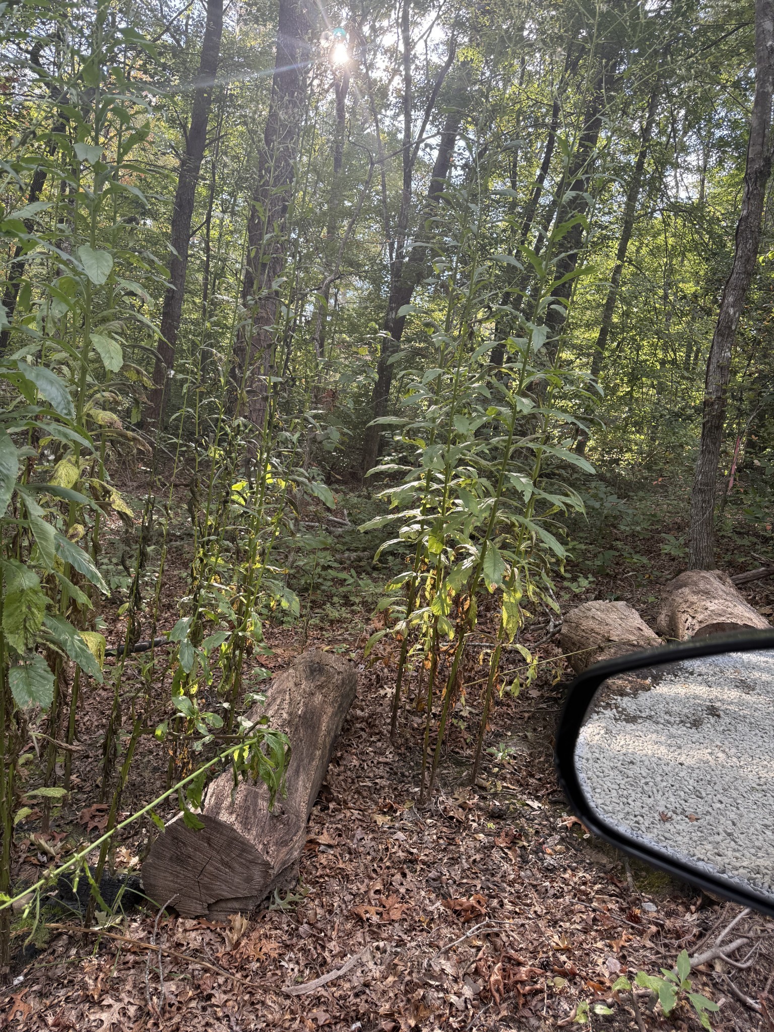 549 Dollar Drive Altamont TN 37301