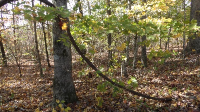 0 Moss Arcot Road Celina TN 38551
