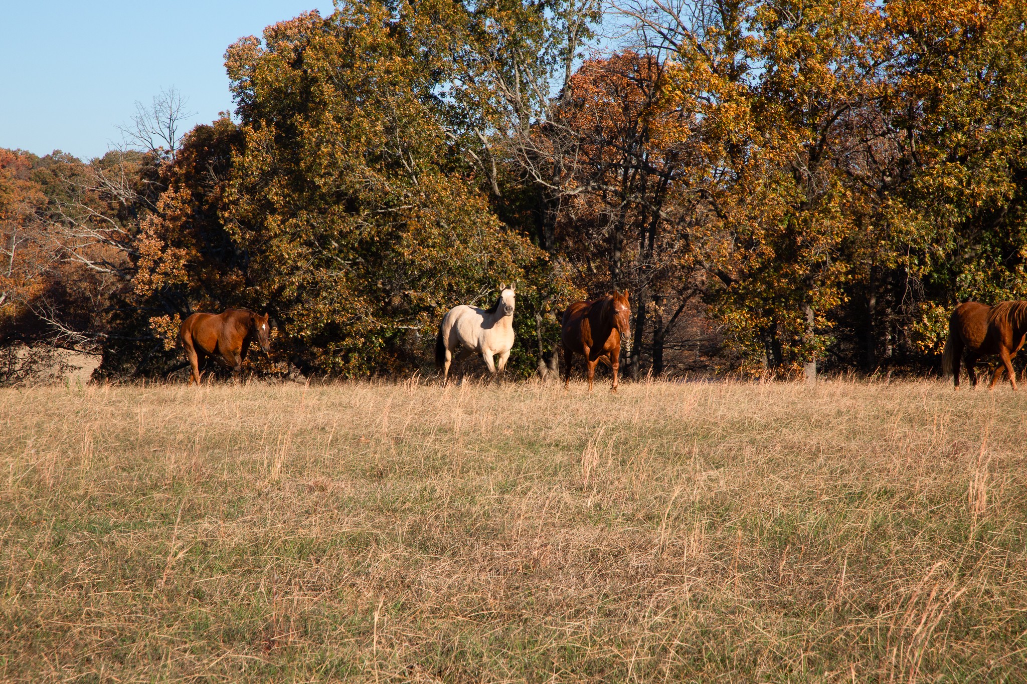 7252 Northwest Highway Fairview TN 37062