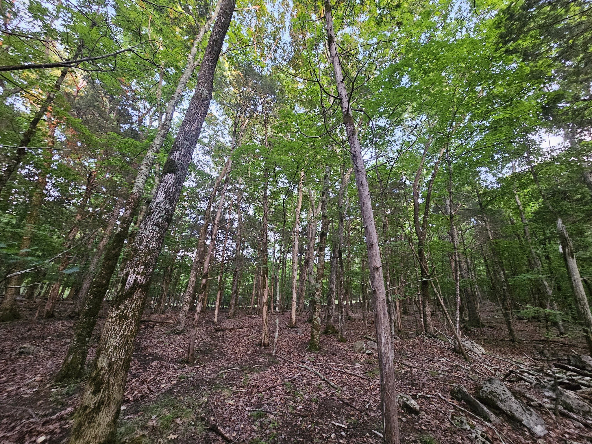 3 Sewanee Summit Road Decherd TN 37324