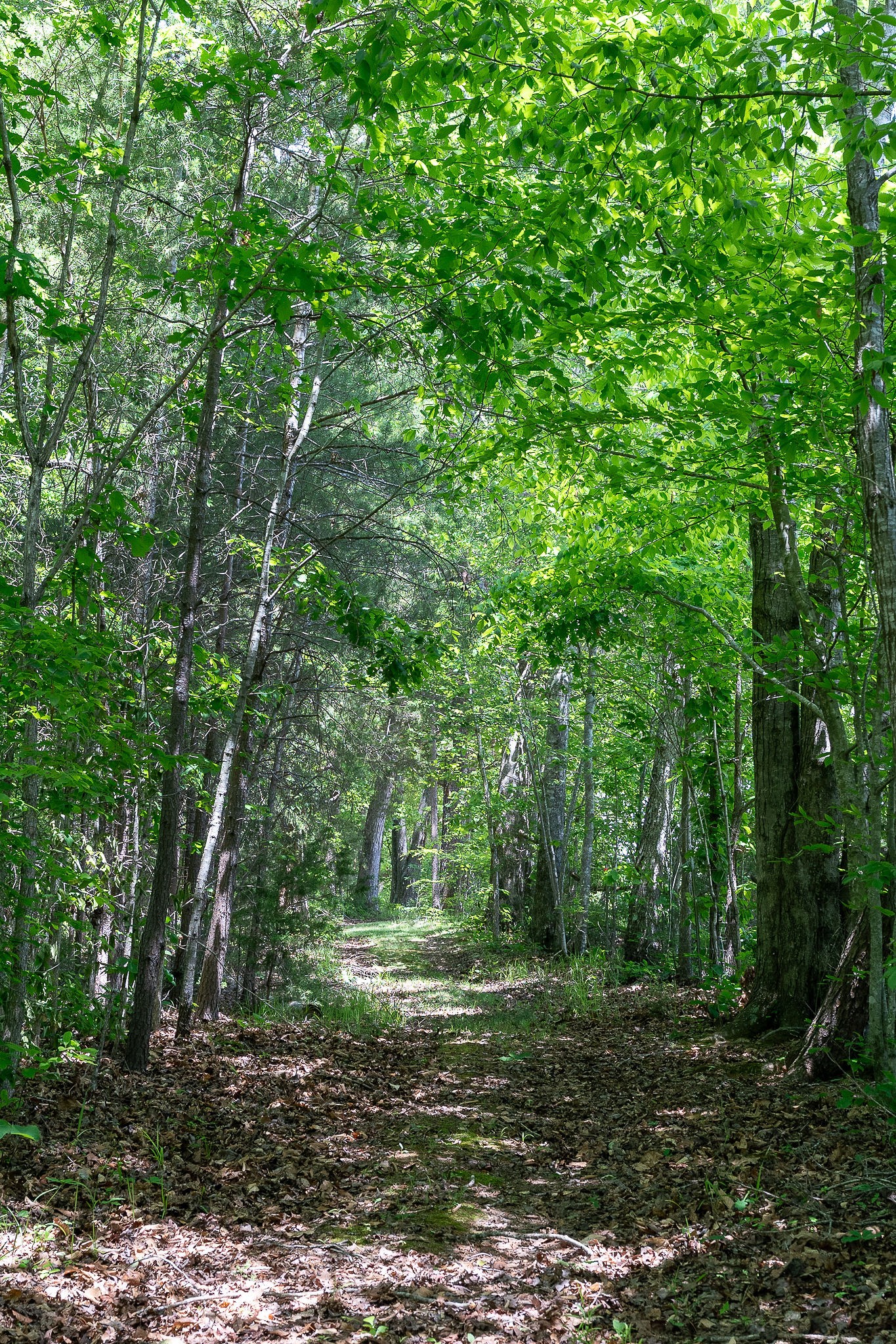29 Acres Standing Stone Highway Hilham TN 38568
