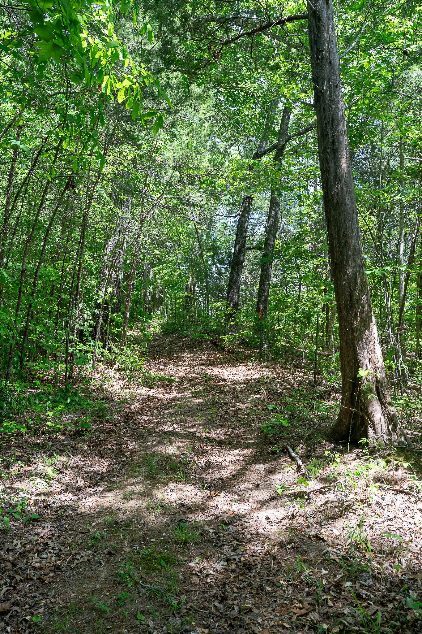 29 Acres Standing Stone Highway Hilham TN 38568