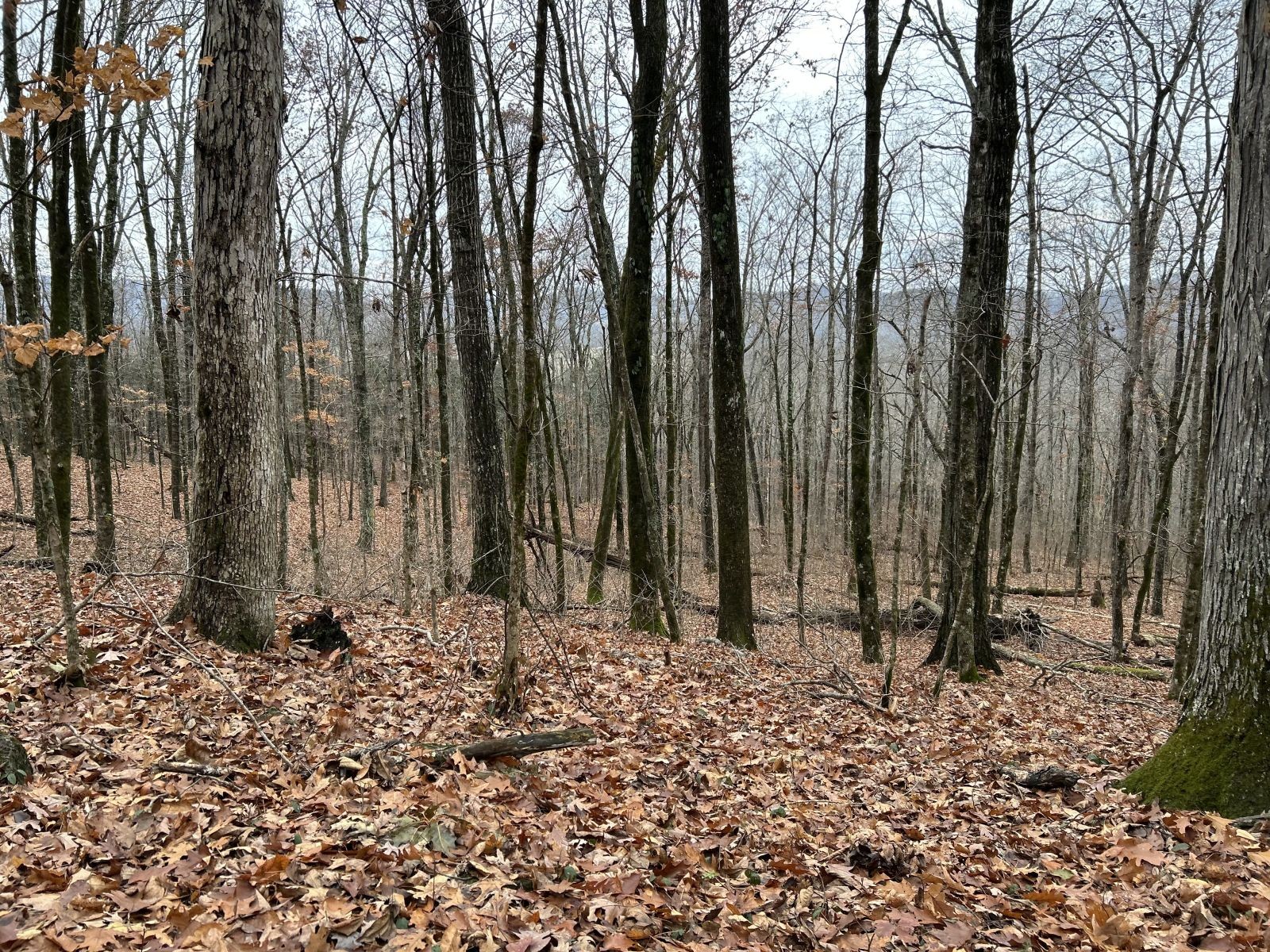 0 Monterey Highway Monterey TN 38574