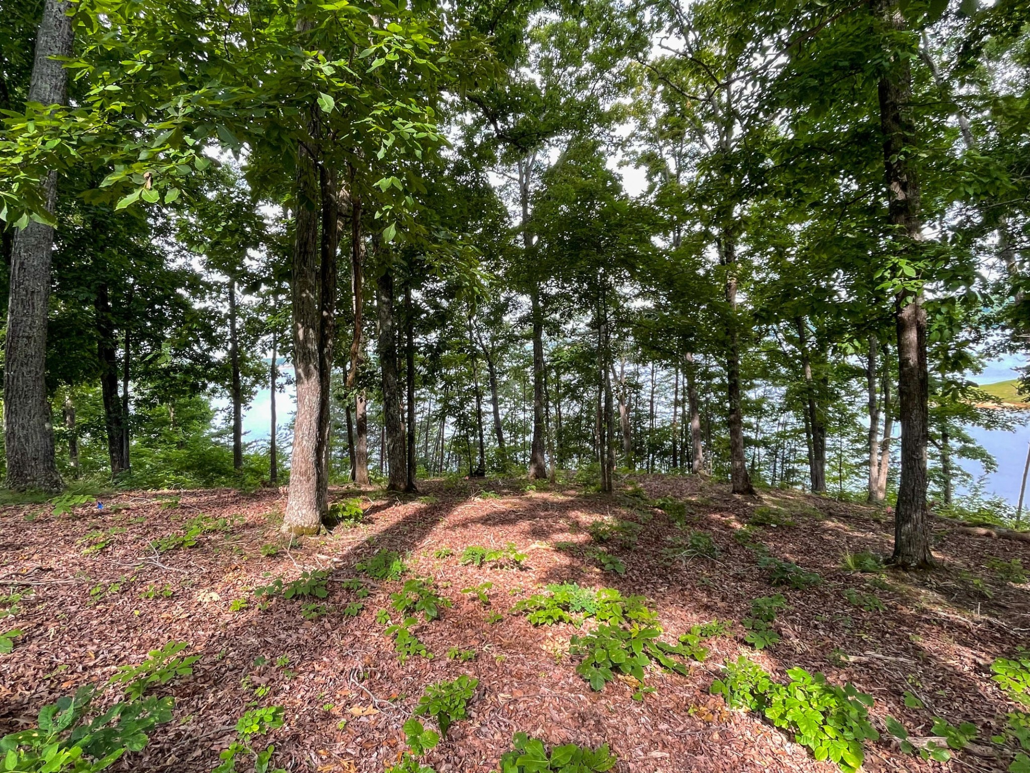 1147 Lakefront Place Baneberry TN 37890