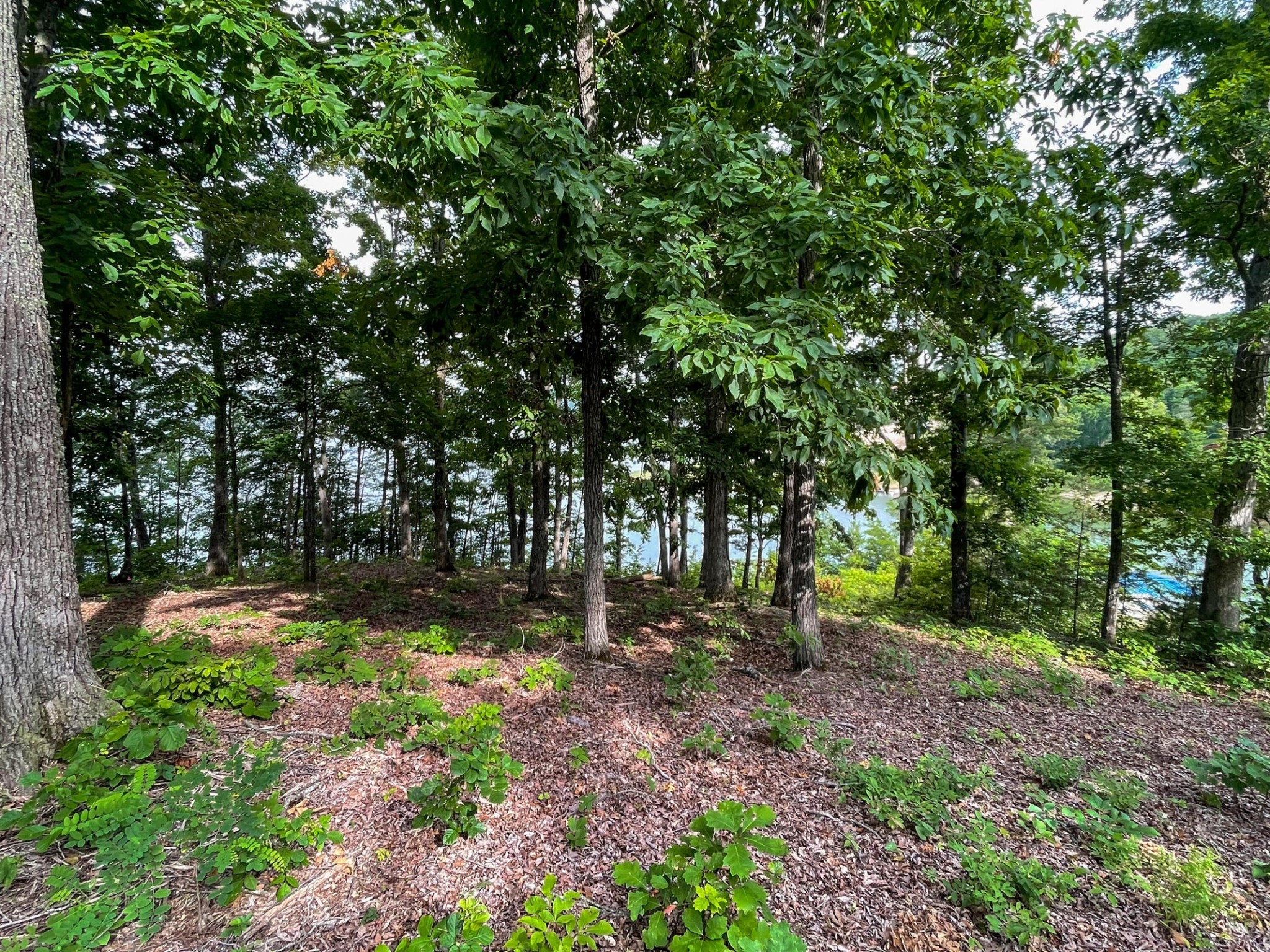 1147 Lakefront Place Baneberry TN 37890