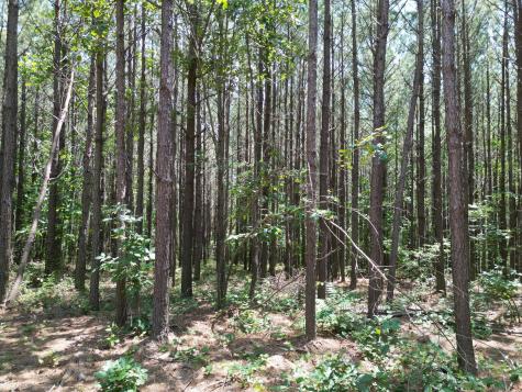 191 Seiber Ridge Road Hohenwald TN 38462