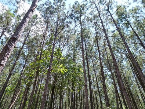 191 Seiber Ridge Road Hohenwald TN 38462