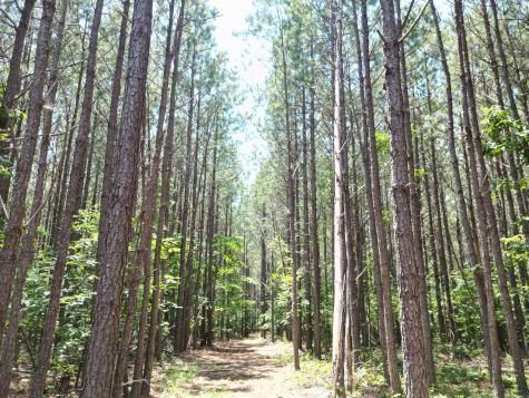 191 Seiber Ridge Road Hohenwald TN 38462