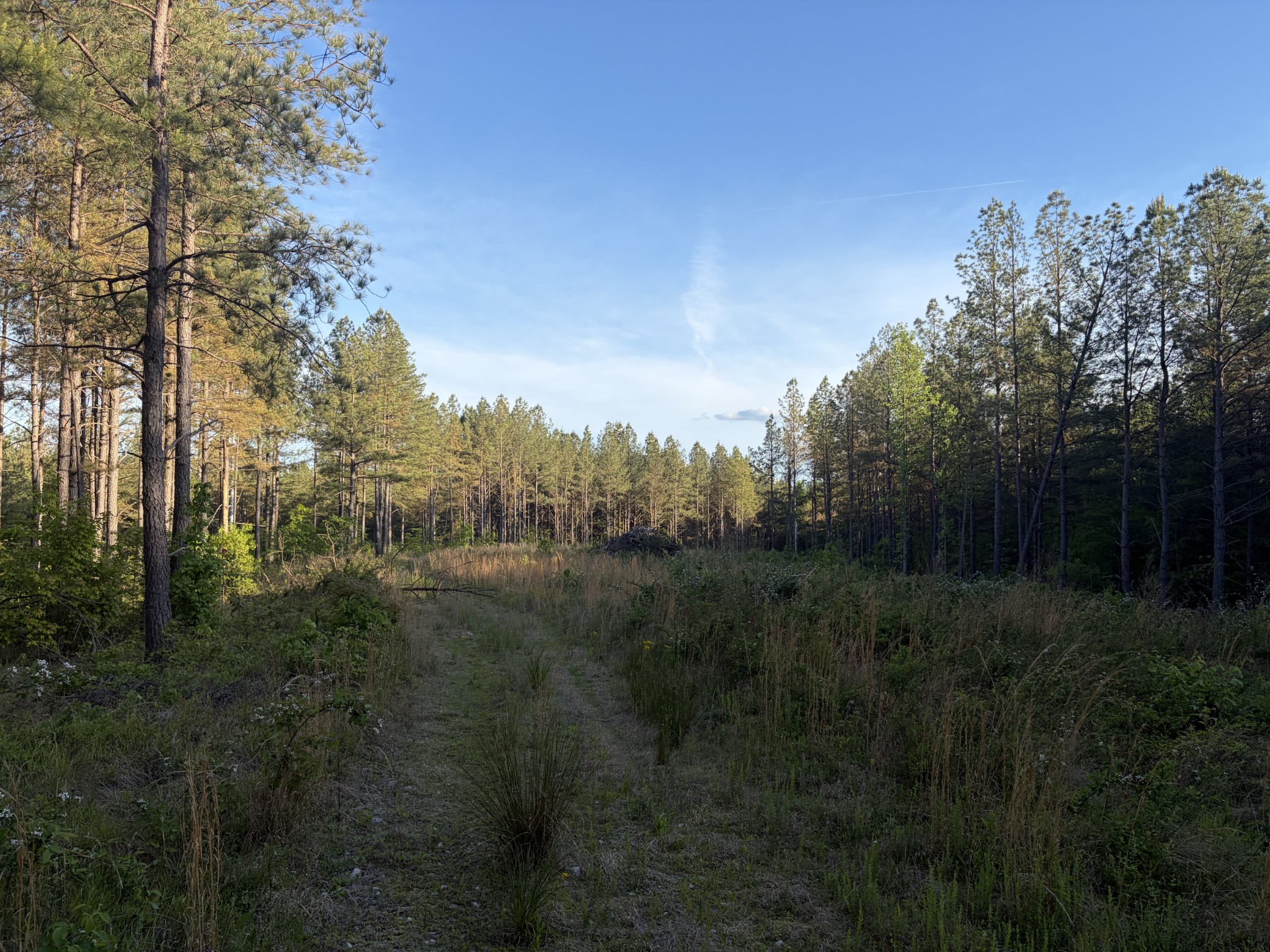 0 Black Bear Lane Sunbright TN 37872