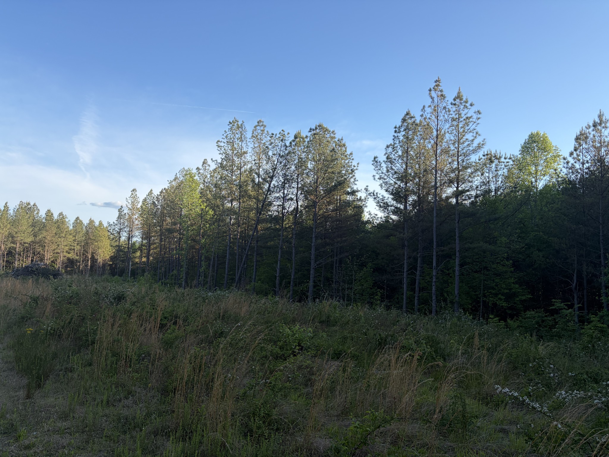 0 Black Bear Lane Sunbright TN 37872