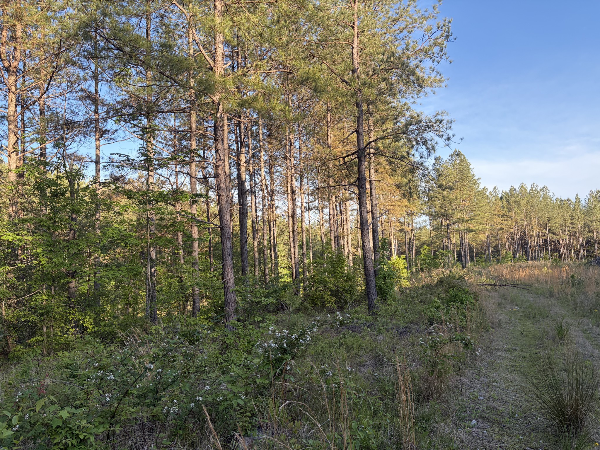0 Black Bear Lane Sunbright TN 37872