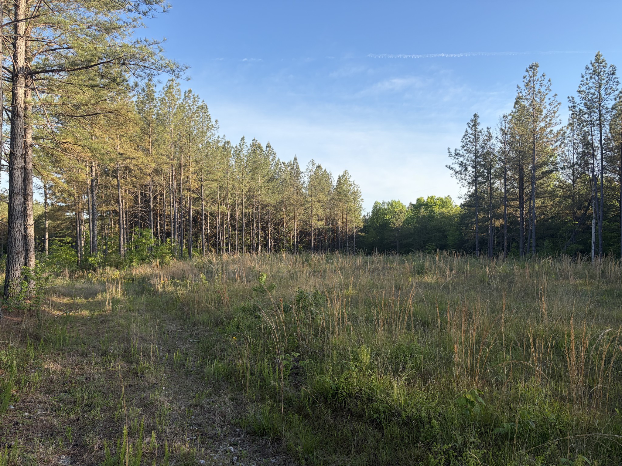 0 Black Bear Lane Sunbright TN 37872